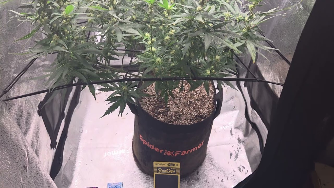 INDOOR GROWING.  SPIDER FARMER 2X2 GROW TENT. AGENT ORANGE FROM THE VANCOUVER SEED BANK