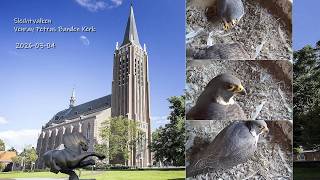 2026 03 04 Slechtvalk Venray Petrus Bandenkerk- 5Er En 6Eb- 6Eb Met De Takjes In De Weer-