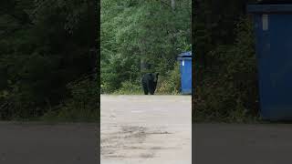 Bear on a Mission to Scavenge Dumpster Food