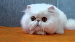 Persian Lovely Alexa