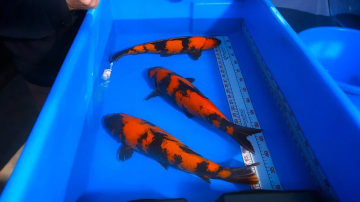How To Select Beautiful Hi Utsuri Koi - 2/2