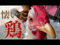 懐いた鶏