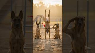 The Ultimate K9 Training Camp Challenge – Day One #k9 #malinois #workingdog