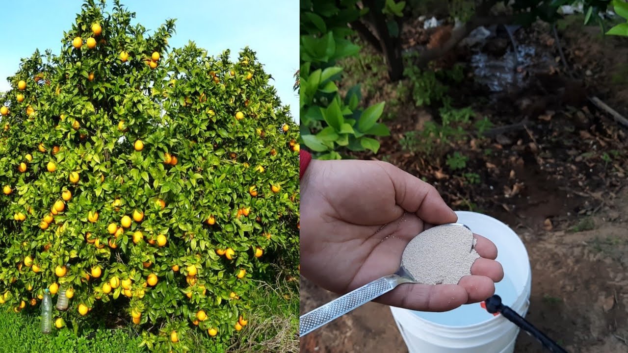 اقوى سماد لو عرفته ستضعه حالاً للأشجار يثبت الأزهار الاشجار ويسرع نمو الاوراق ويضاعف حجم الثمار