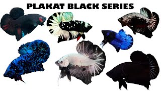Download Lagu Mengenal Jenis- jenis IKAN CUPANG BLACK SERIES MP3
