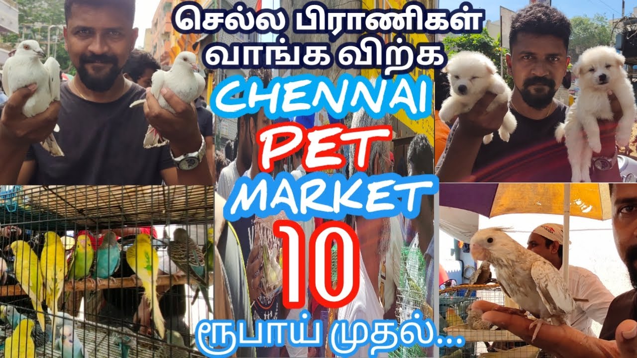 CHENNAI PET MARKET / செல்ல பிராணிகள் வாங்க விற்க குறைந்த விலையில்.. YouTube