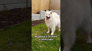 My advice is #samoyed #dog #cute #viral #ytshorts #shorts #fyp #ball #dogs #ytviral #memes #puppies