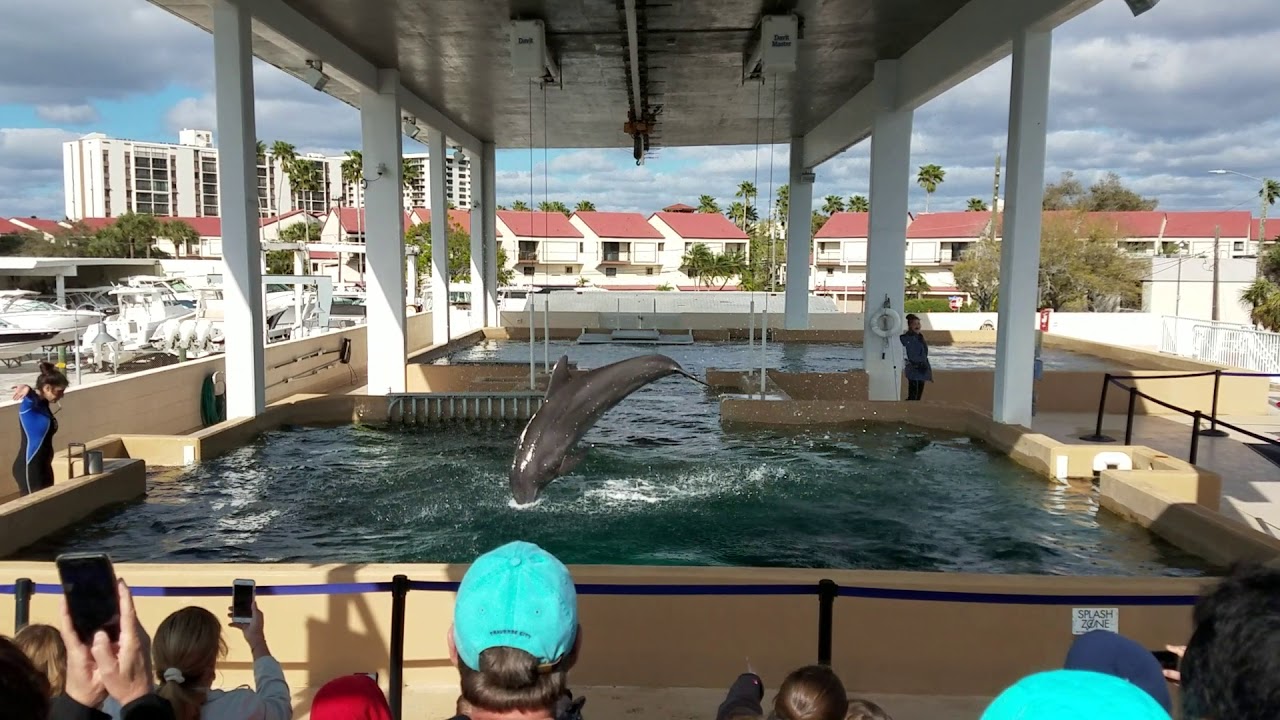 Clearwater Aquarium Resident Dolphin Talk Closing YouTube