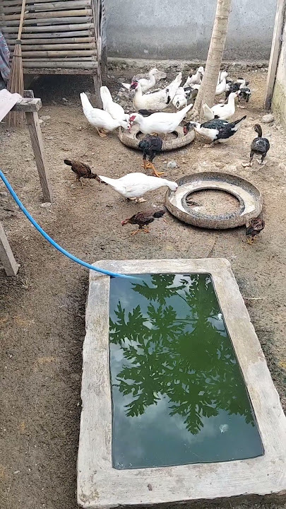 peternak bebek🦢🐤