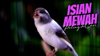 Download Lagu ISIAN MEWAH PALING DICARI - MASTERAN KENARI ISIAN BLACKTHROAT GACOR CENGKOK YAHUT MP3 Download Lagu ISIAN MEWAH PALING DICARI - MASTERAN KENARI ISIAN BLACKTHROAT GACOR CENGKOK YAHUT MP3