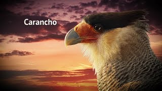 Rapaces - Carancho