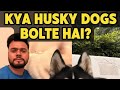 Kya husky dogs 🐕 bolte hai ? Does husky dogs talk ? #husky #pets #viralvideo #vlog