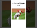大谷翔平の1015億円契約に関する雑学