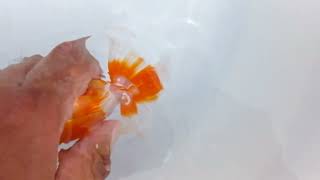 DSCF2523 News