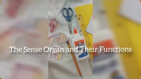 Sense Organ and Their Functions Science Project