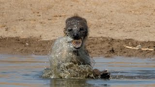 Hyena + Water = Crazy Hyena