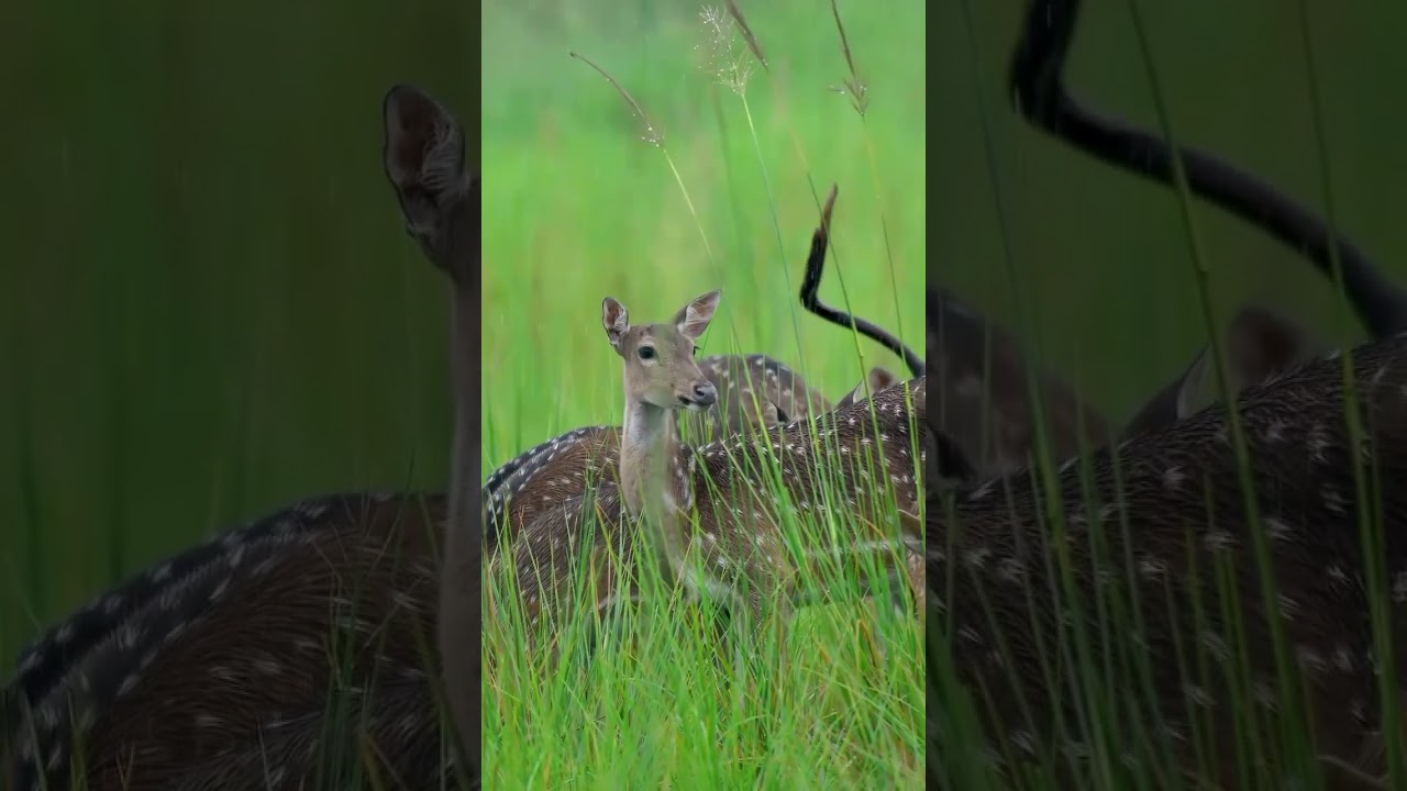Deer eating grass