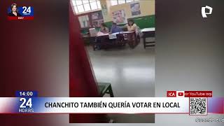 Insólito Cerdo Irrumpe En Centro De Votación Durante Las Elecciones En Ica