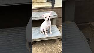ADOPTED 26 Linus 4 Months Lucky Paws Doghouse Tishomingo OK