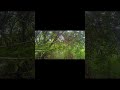 nembak burung hama/ burung emprit Sawa hama padi
