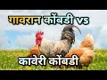 गावरान कोंबडी Vs कावेरी कोंबडी - अंडे उत्पादनासाठी कोणत्या कोंबडीची करावी निवड