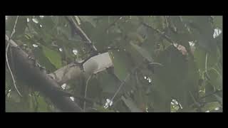 American Goldfinch - JAR