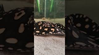 Potamotrygon Leopoldi Sao Felx Rochen Sagt Guten Morgen