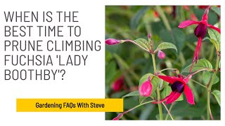 When is the best time to prune climbing Fuchsia 'Lady Boothby'? | Gardening for Beginners