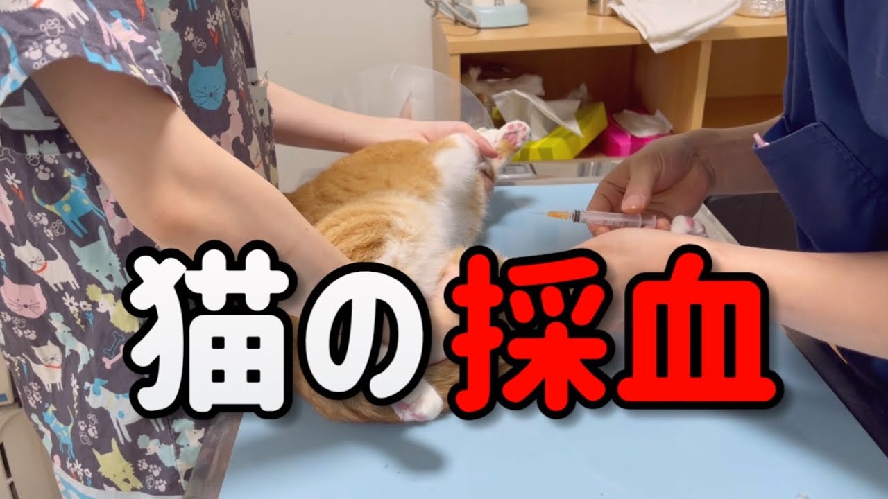 病院で猫の血液検査の再検査をしてきました Youtube 
