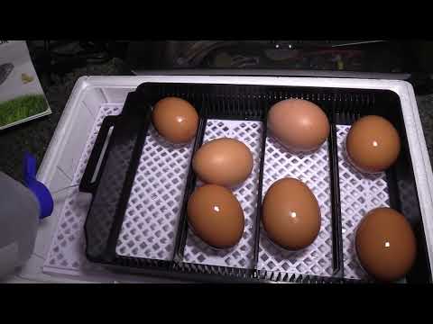 12 Egg Automatic Digital Household Incubator Hatcher for Chicken Poultry unpack