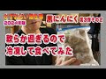 軟らか過ぎる黒ニンニクを冷凍して食べてみた～第３弾その２：2024年黒にんにく熟成