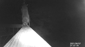 Why is my bird feeder always empty?