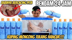 RENDAM KEPALA BABI+VIXAL=HASIL TERSERAM YANG PERNAH ADA! - Durasi: 13.13. RENDAM KEPALA BABI+VIXAL=HASIL TERSERAM YANG PERNAH ADA! - Durasi: 13.13.