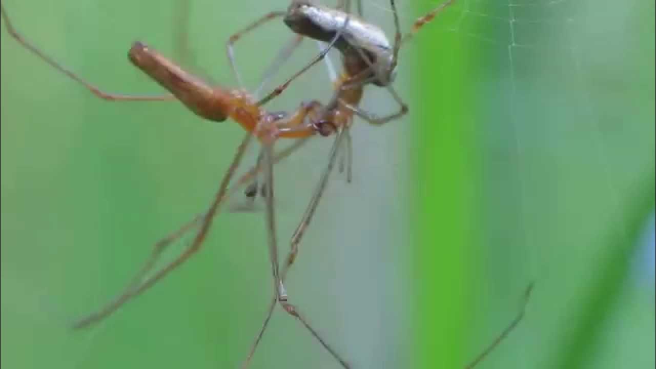Giant spider mating Aphonopelma caniceps mating - YouTube