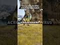 HOW TO TAME THE NEW ACROCANTHOSAURUS #arksurvivalascended