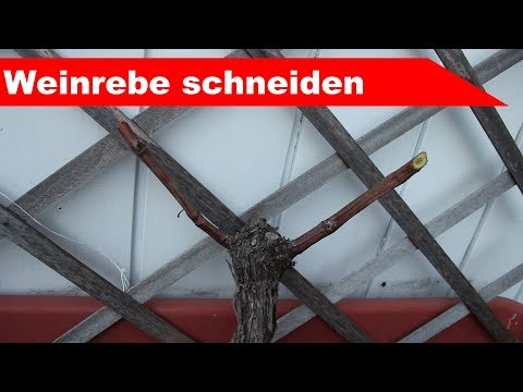 Video: Trauben Beschneiden (42 Fotos): Wie Beschneidet Man Richtig? Detaillierter Schnittplan Nach Jahr Für Anfänger - Schritt Für Schritt Und In Bildern