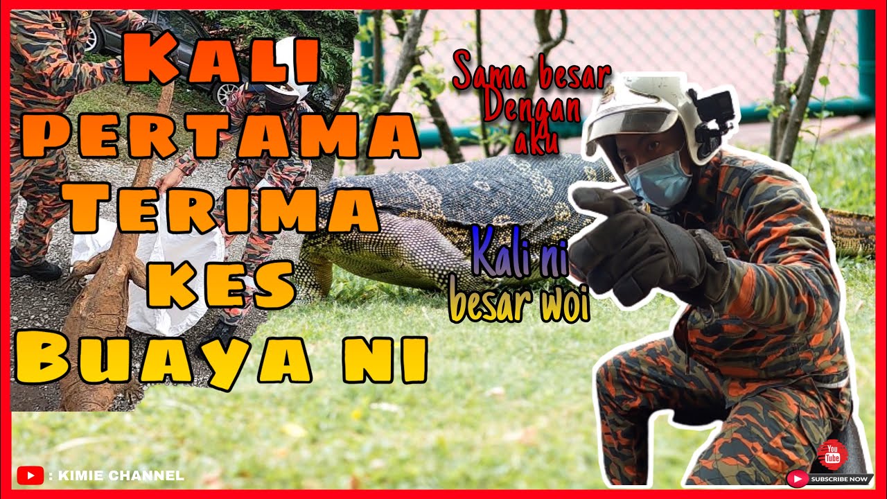 AKU HAMPIR TERTUKAR BU4Y4 DENGAN BI4W4K. BESAR WOI | KHIDMAT KHAS BIAWAK