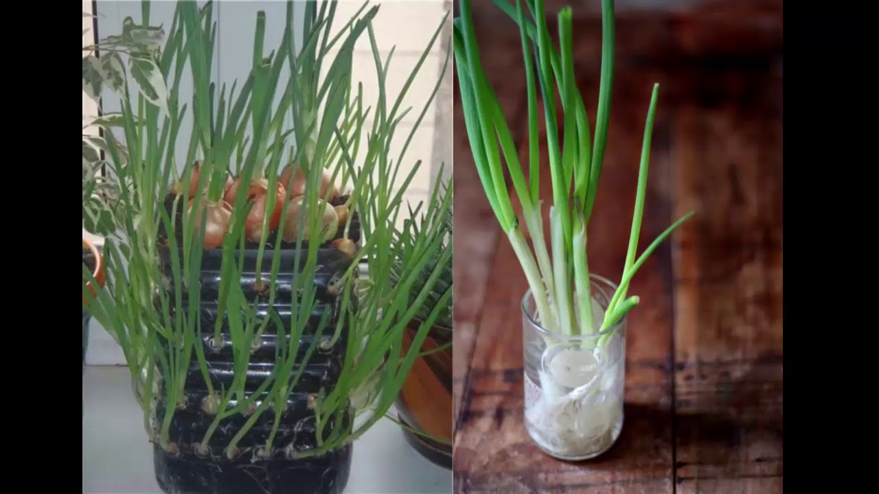 Có thể bạn chưa biết tác dụng thần kì của Hành LÁ với sức khỏe - Nhận dạng cây thuốc