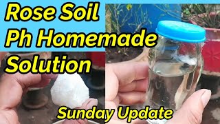 How to Maintain Ph Level In Rose Soil||Rose Dormancy Part 13||Sunday Update Garden Overview