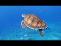 Scuba Diving in Canary Island, marine fauna guide