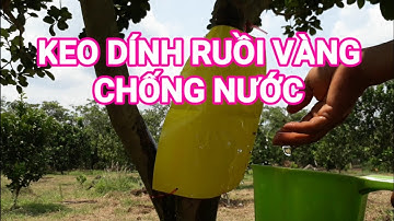 Bẫy Dính Ruồi VÀNG Có Khả Năng Chống Nước
