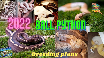 Ball Python Breeding Plans 2022