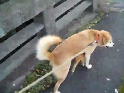 犬と一緒に散歩する猫の親子 Youtube