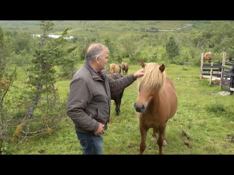 Hva gjør en ridelærer?