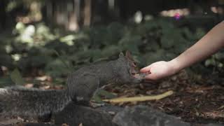 The Brave Little Squirrel and the Magical Forest#kids|#story