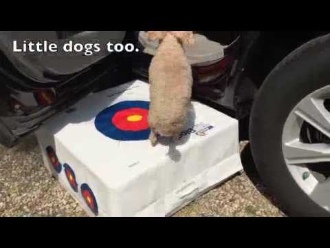 Care Animal Clinic Brookfield Help dogs in and out of the car with a lightweight target