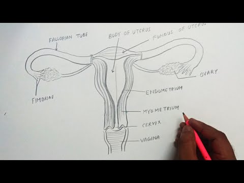 Video: Diagram Organ Reproduksi Wanita, Gambar & Fungsi - Peta Tubuh