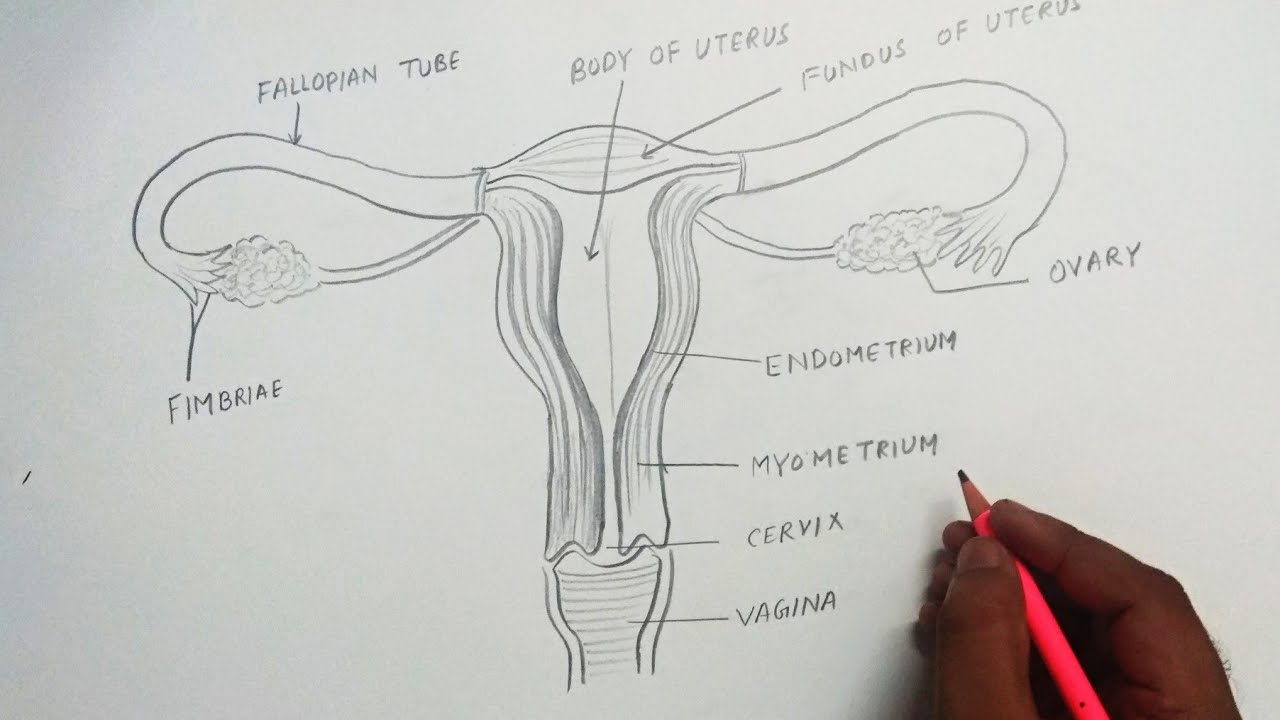 DRAW IT NEAT : How to draw female reproductive system | Biology diagrams,  Biology drawing, Biology lessons