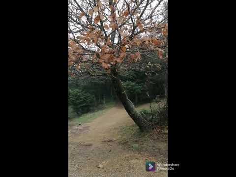 Δρυμός Πάρνηθας 🦌🐗🌲🌲