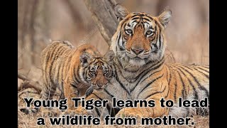 Mother Tiger Learns to care for Cubs